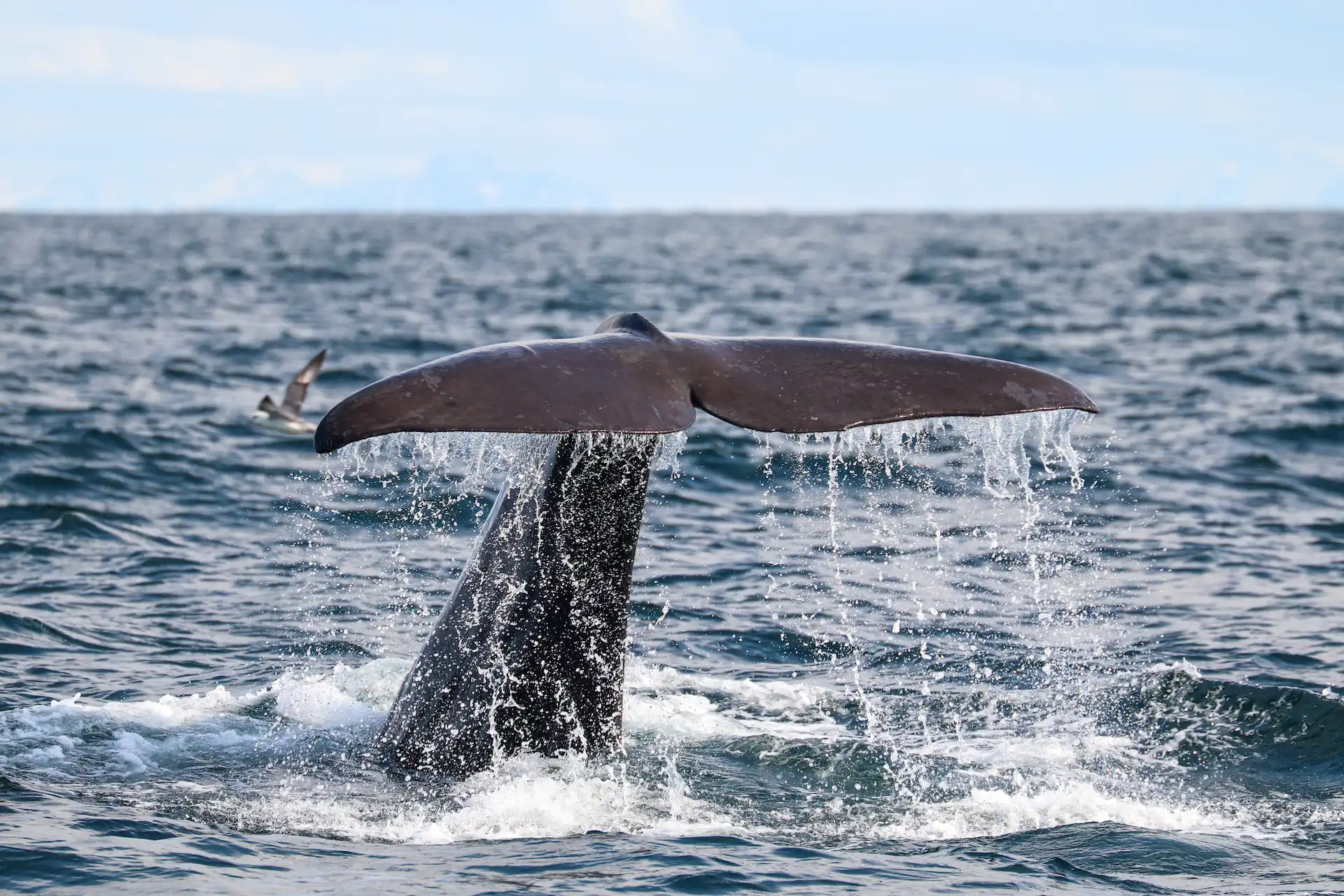 What Is the Best Month for Whale Watching in Andenes?
