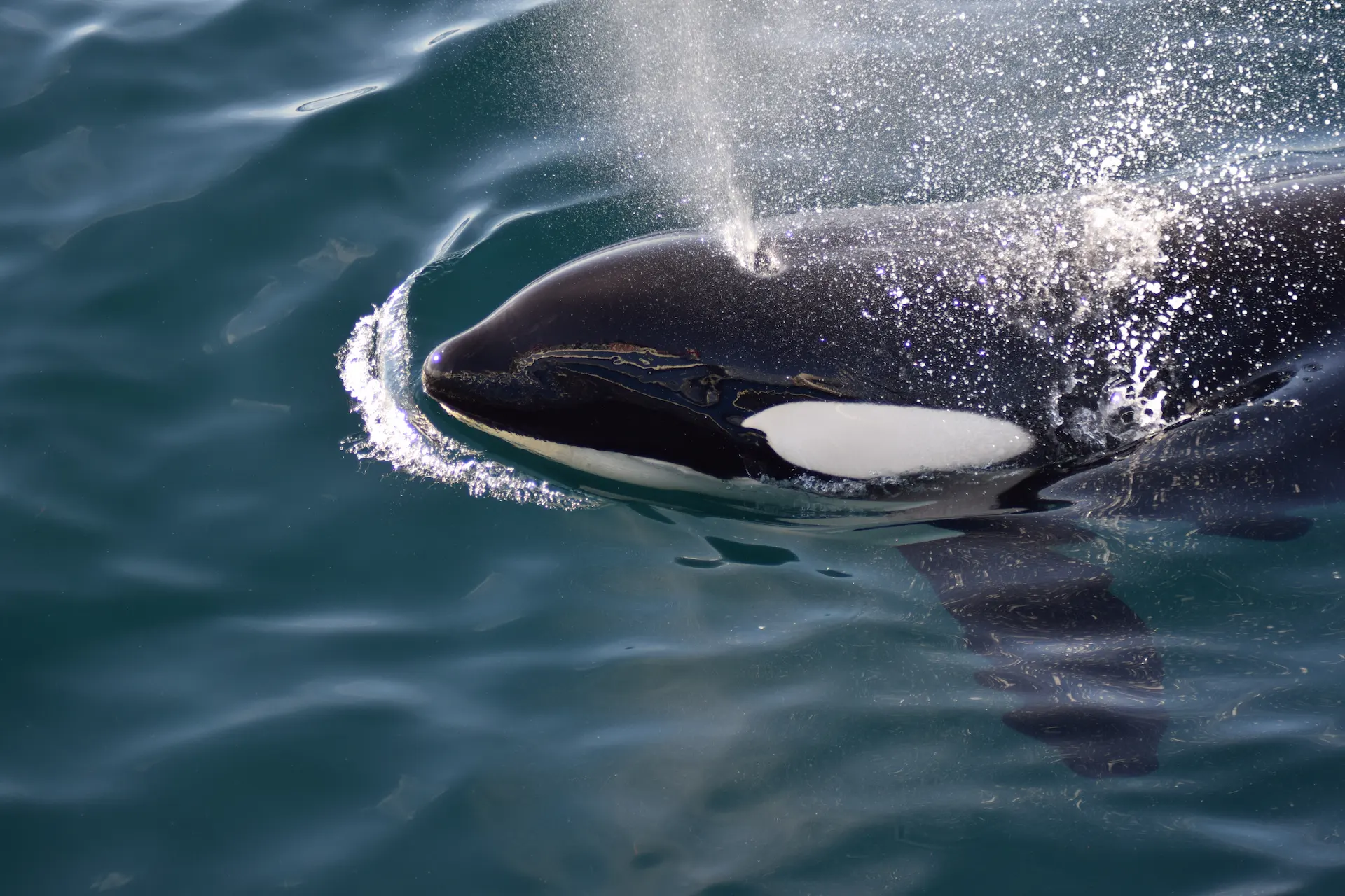 Tromsø Whale Watching Tour with a Guarantee: How the Whale Pass Works