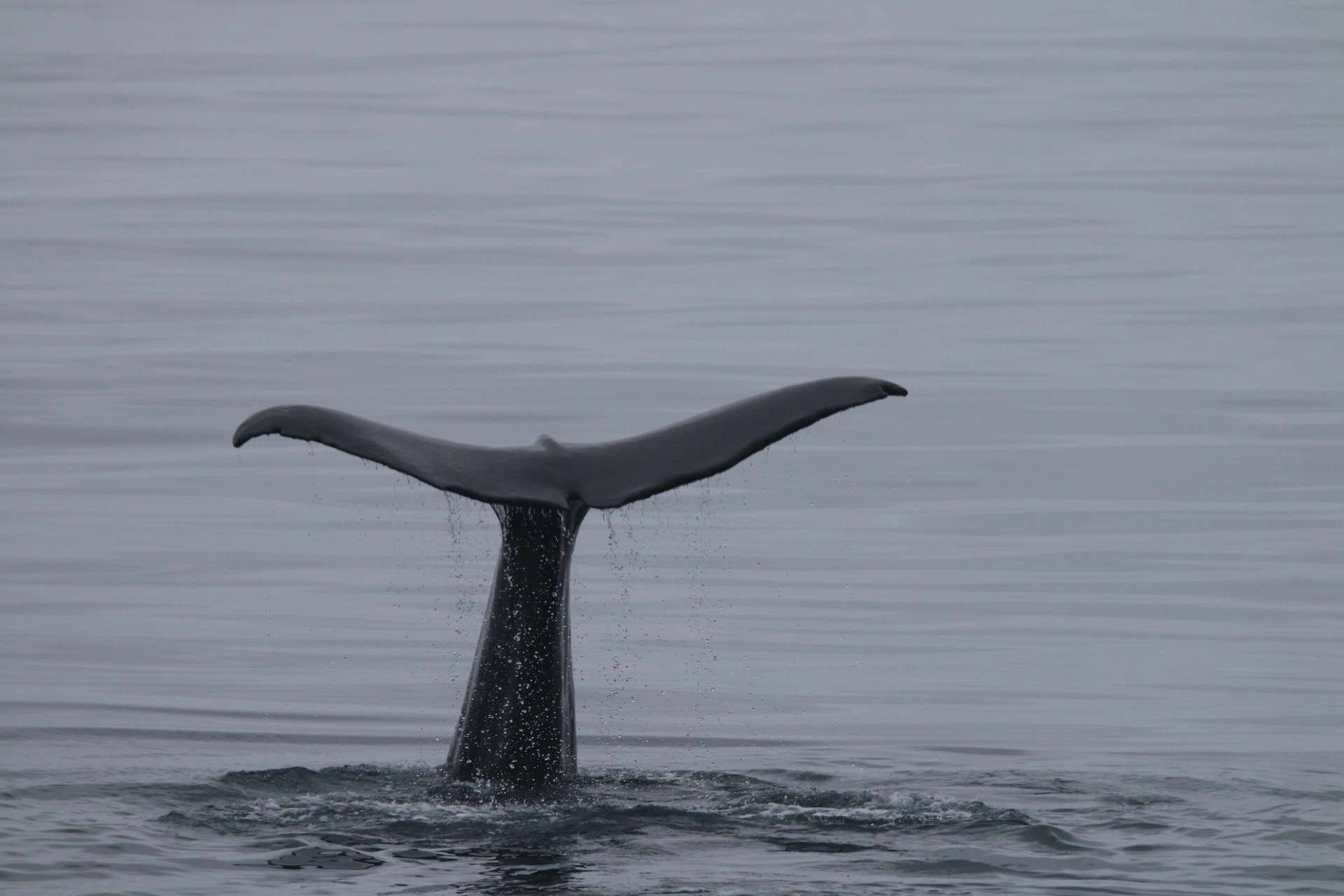 Whale Watching in Norway: Summer vs. Winter Locations