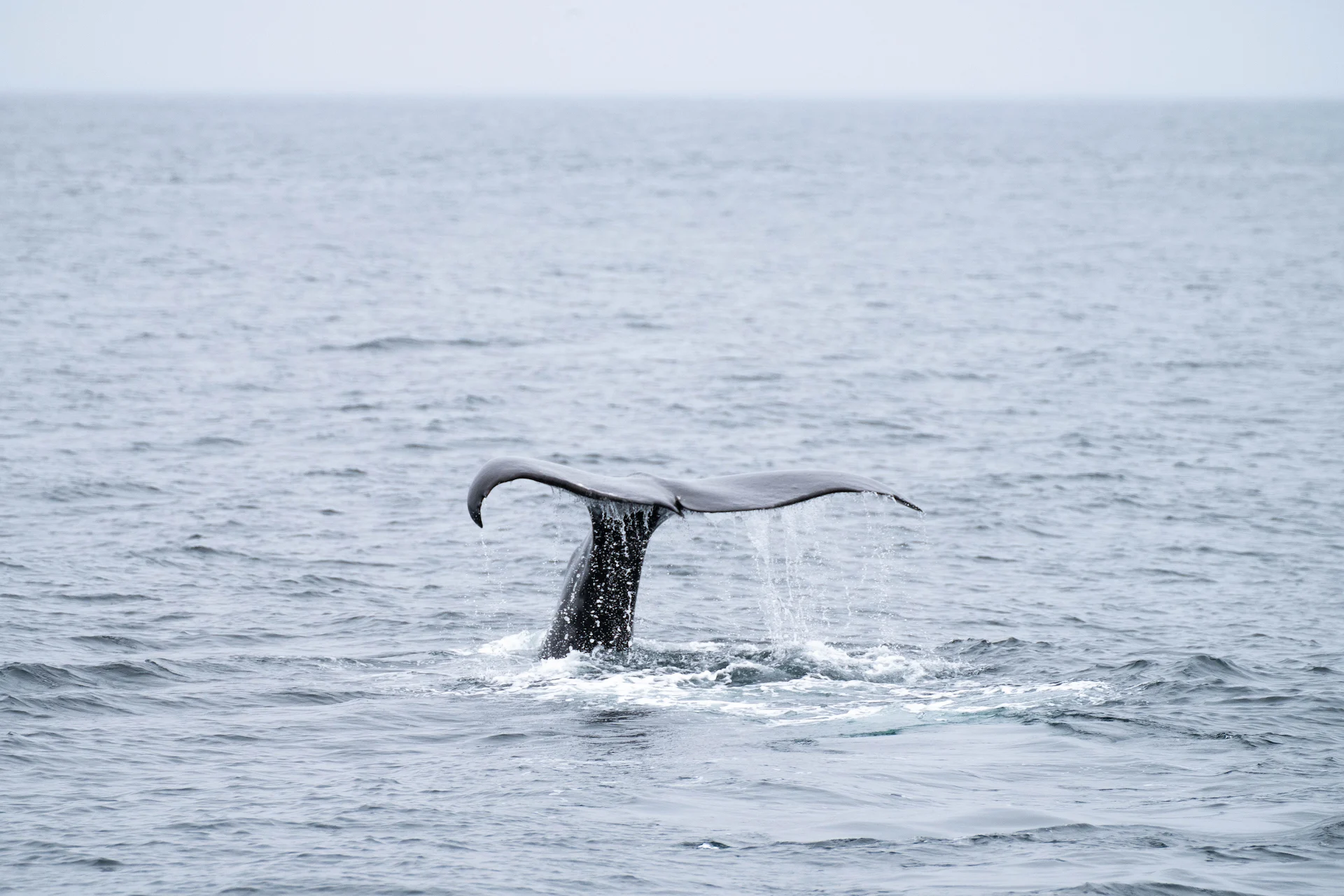 Where Should You Go Whale Watching in Norway?