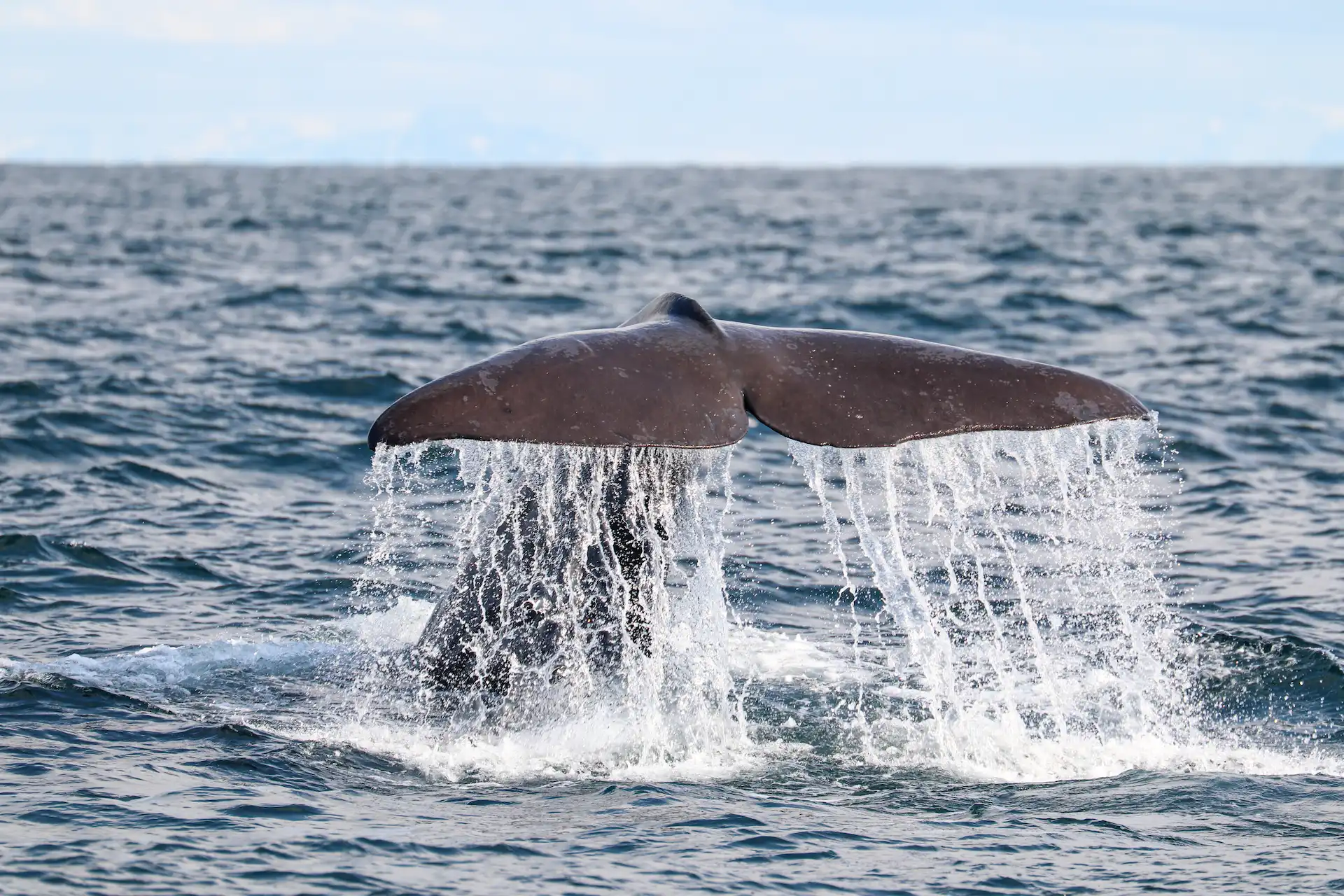 Where Can You See Whales and Puffins in Norway?