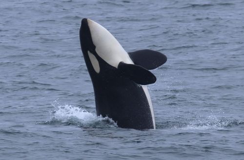 Whale Watching Tour in Skjervøy? What Travelers Should Know
