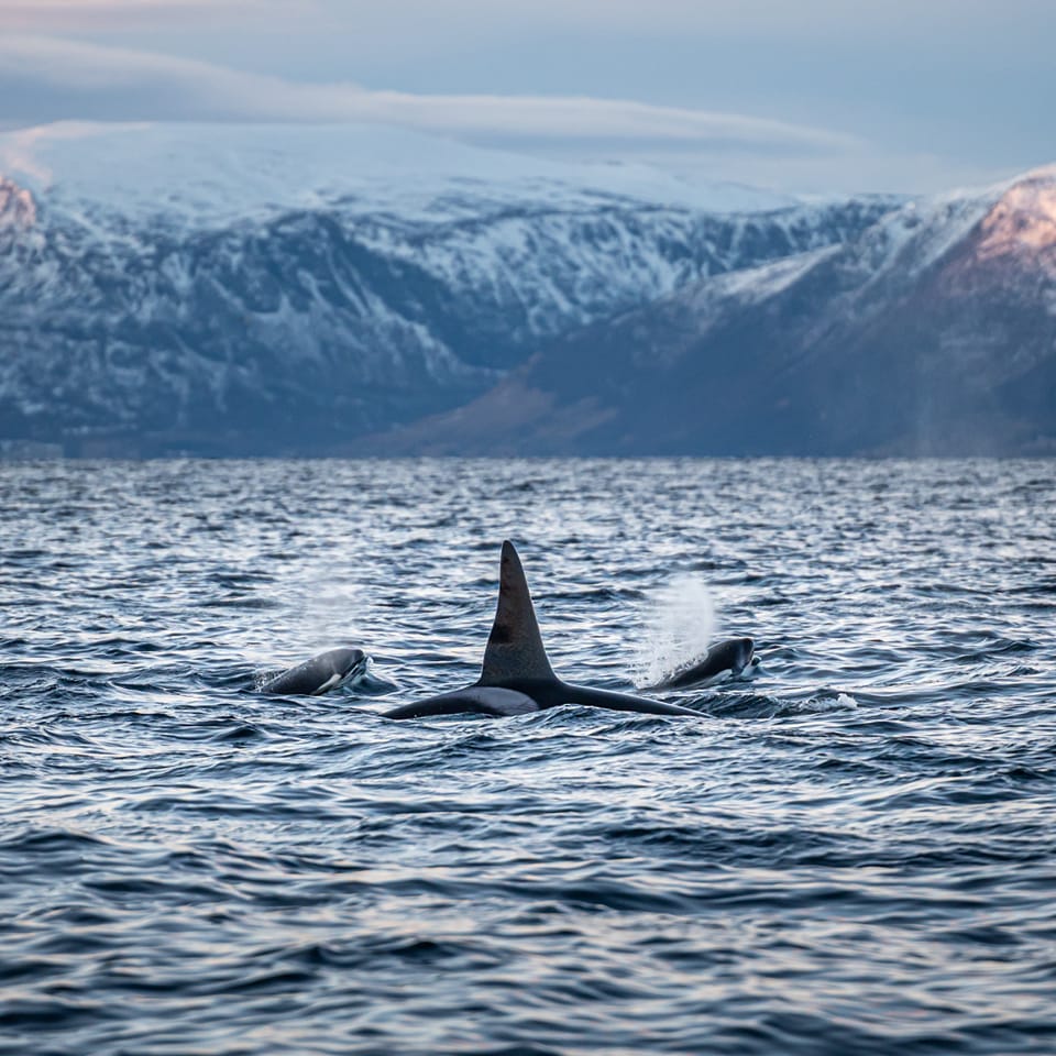 Best Time for Whale Watching in Tromsø: November, December or January?