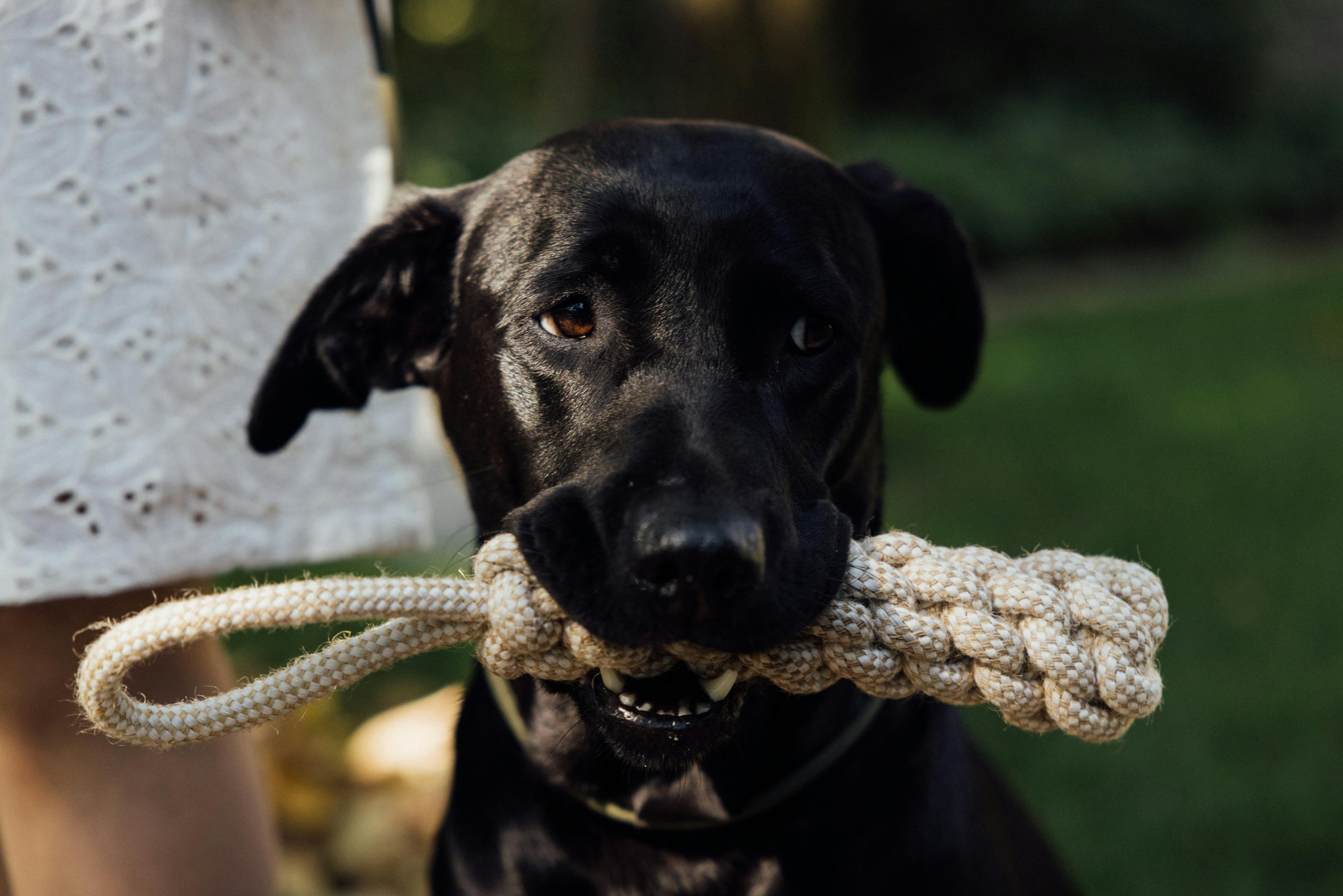 black dog stock image