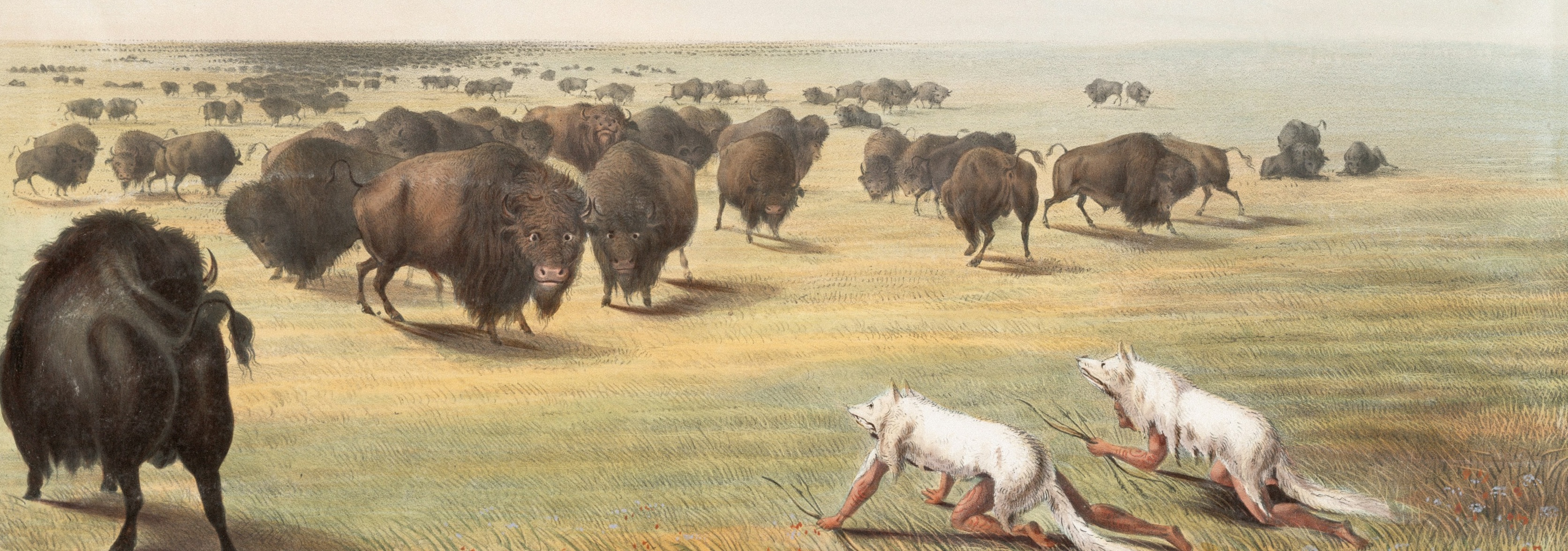 Bison hunt meat