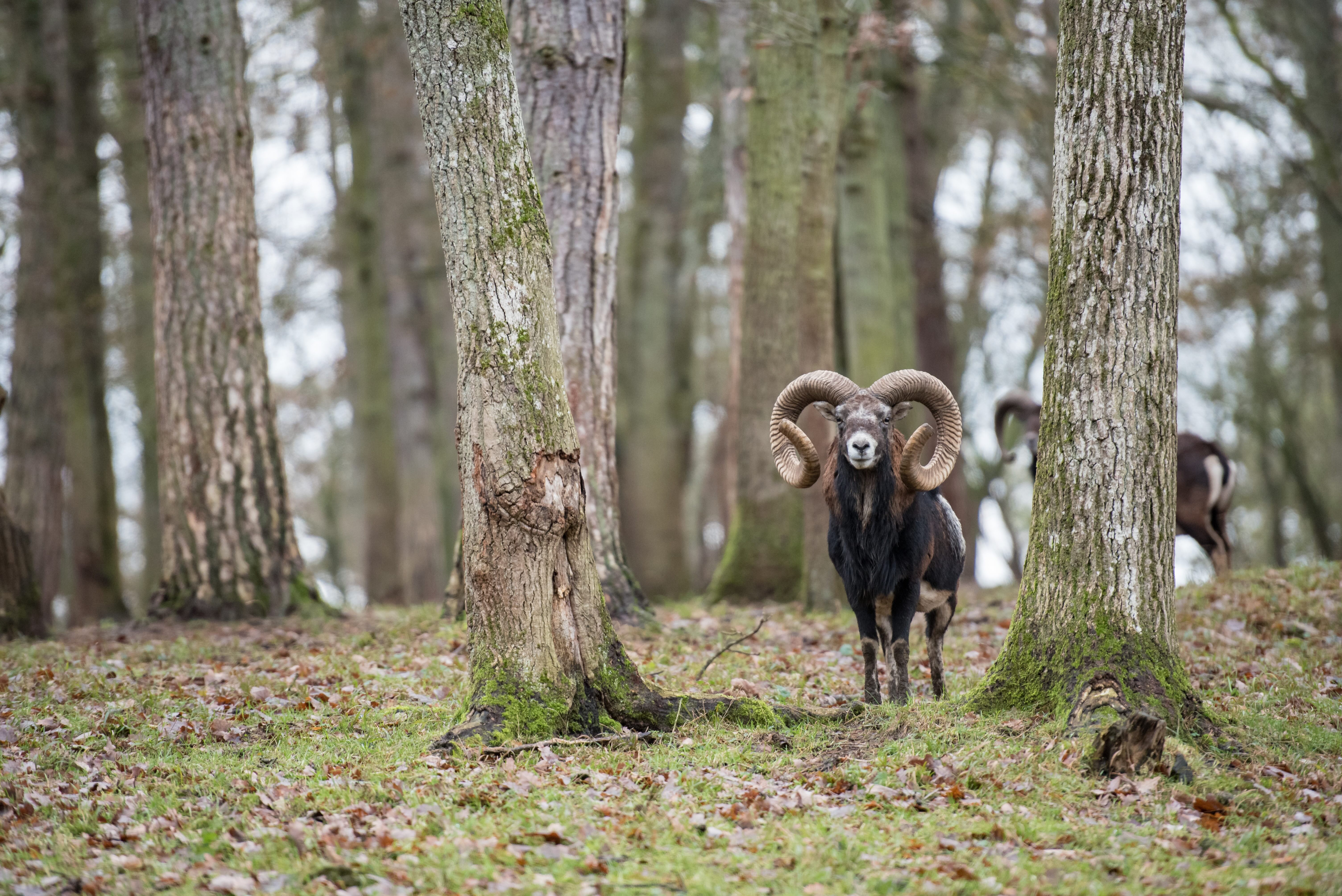 Aoudad with full curl horns in the Nebraska Sandhills – exotic hunting at ReWild Ranch.