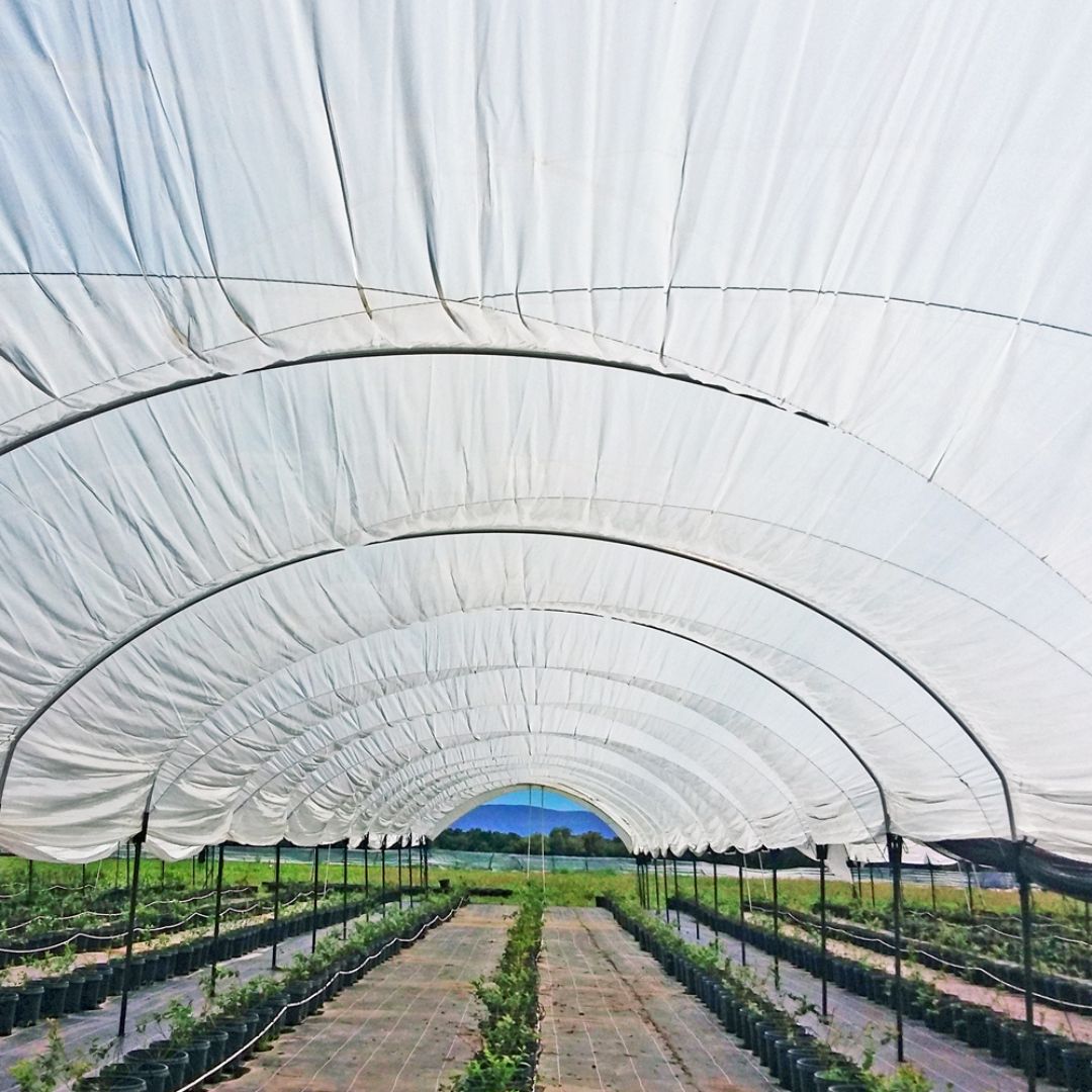 Serresplast Berry Special lechoso, plástico lechoso para berries, cubierta plástica para cultivo de berries, plástico para agricultura protegida, plástico para invernadero, control de clima en cultivo, plástico agrícola Serresplast, plástico para berries en México