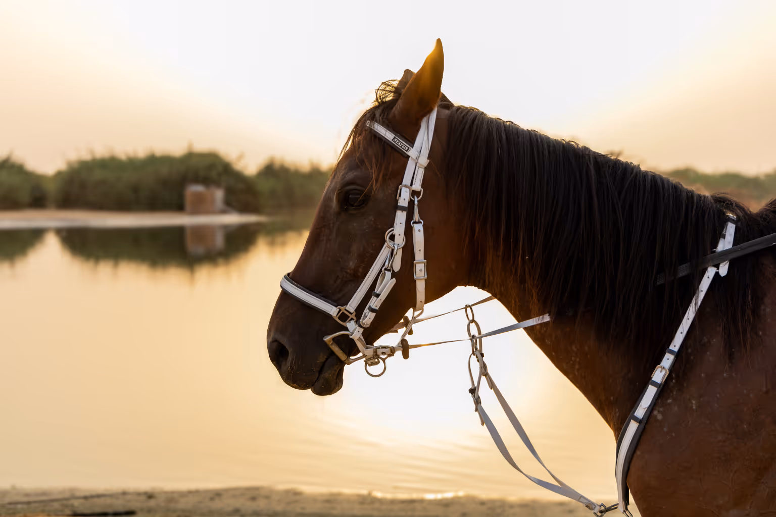 dark brown horse with white bridles in front of a lake in the dubai desert