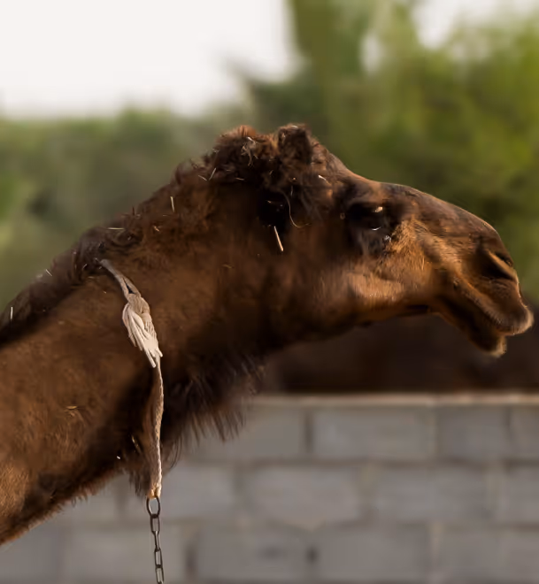 Camel Rides