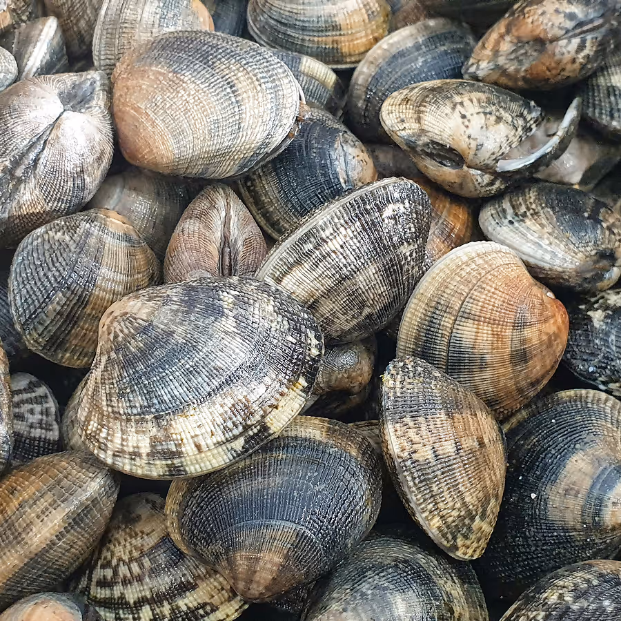 A close-up of a pile of fresh clams with textured, ridged shells in shades of brown, beige, and gray.