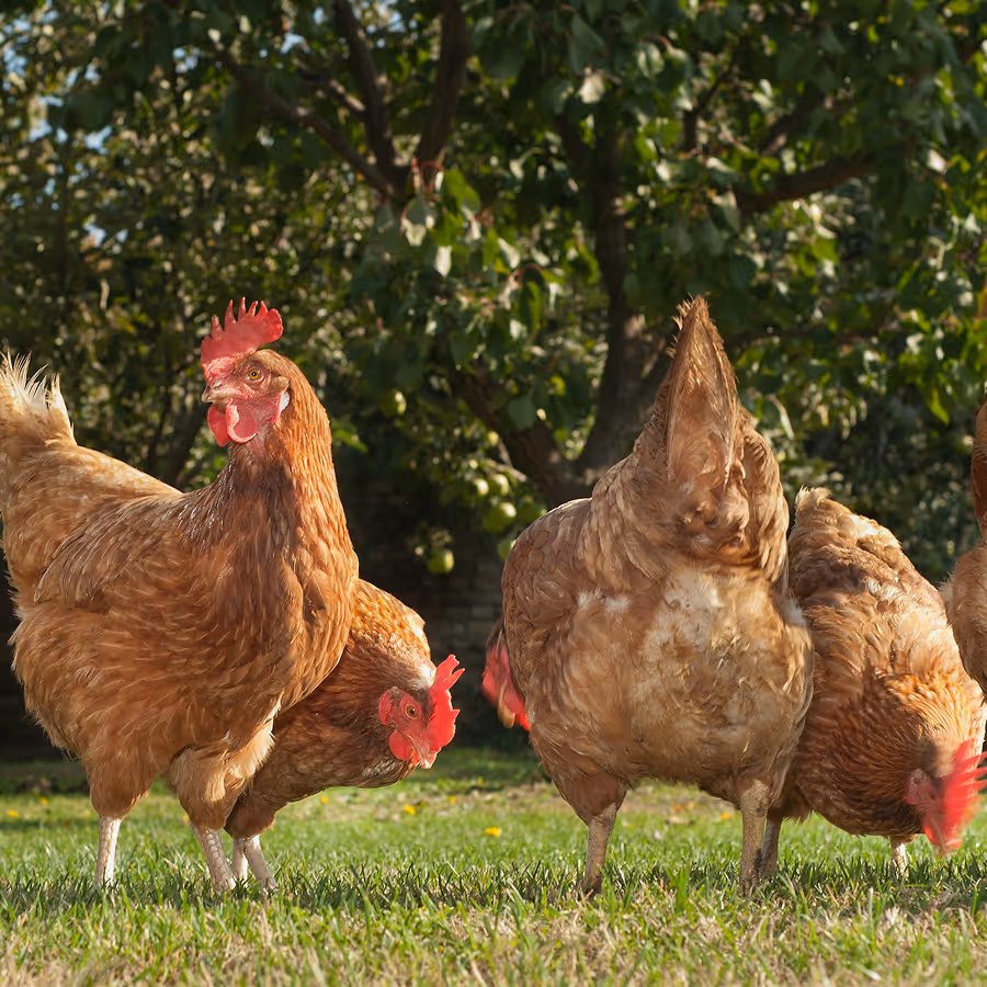 Several brown hens pecking at the grass in a sunny outdoor farm setting with trees in the background.