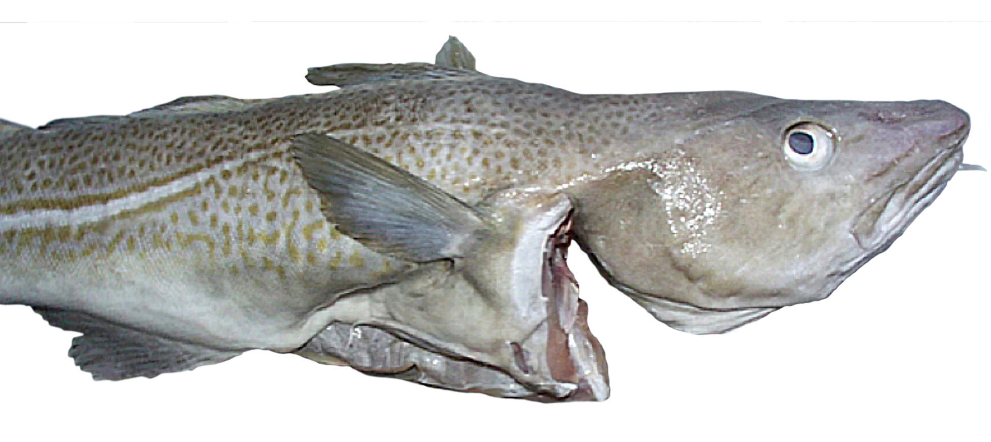 Cod cooled with OptimICE slurry ice