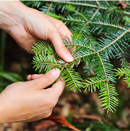 Hände sammeln Tannennadeln im Wald – handverlesene Zutaten für Tannenliebe