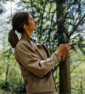 Frau inspiziert frische Tannenzweige im Schwarzwald – Auswahl natürlicher Zutaten