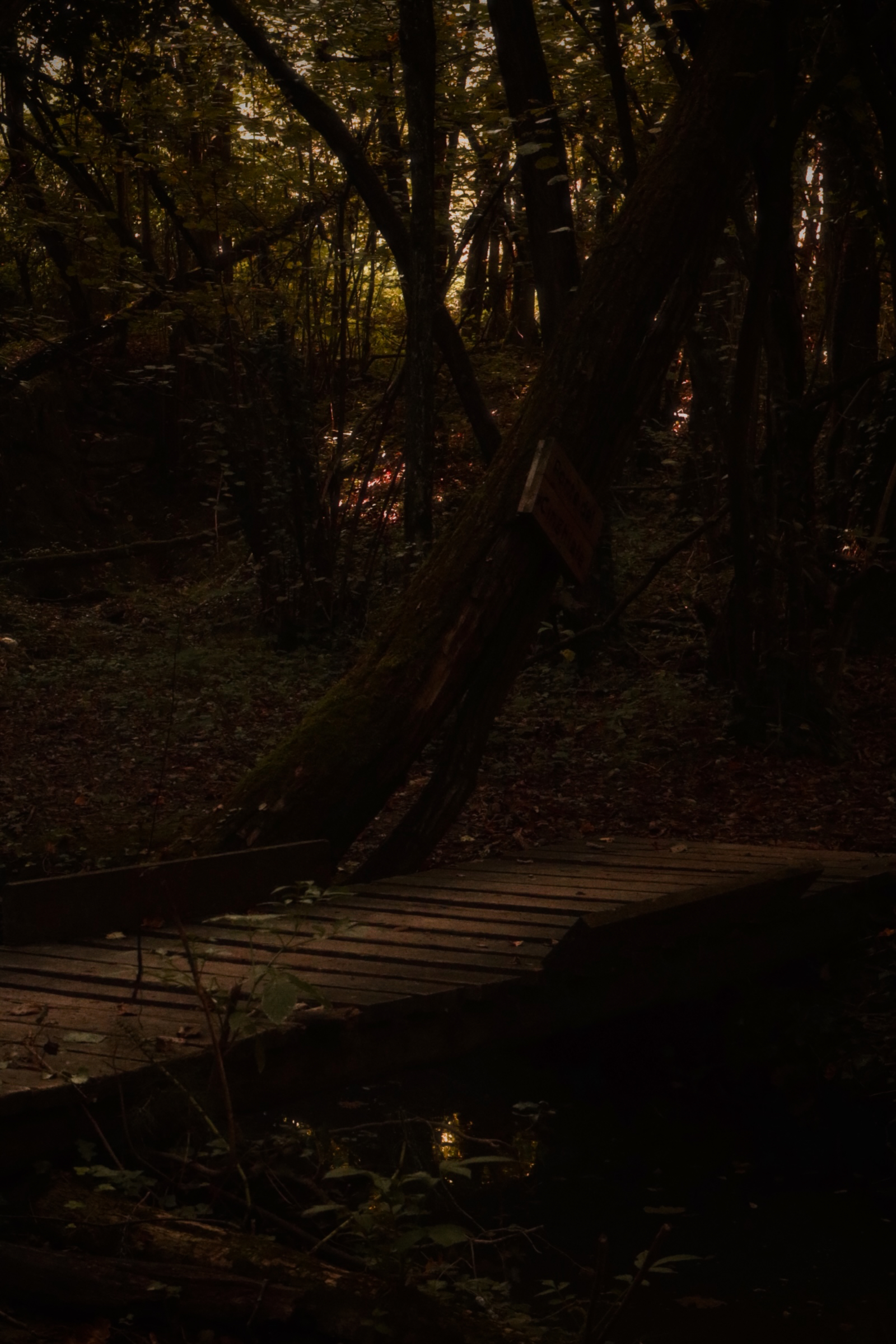 FIRST OF THE YEAR // PIAN PERDUTO