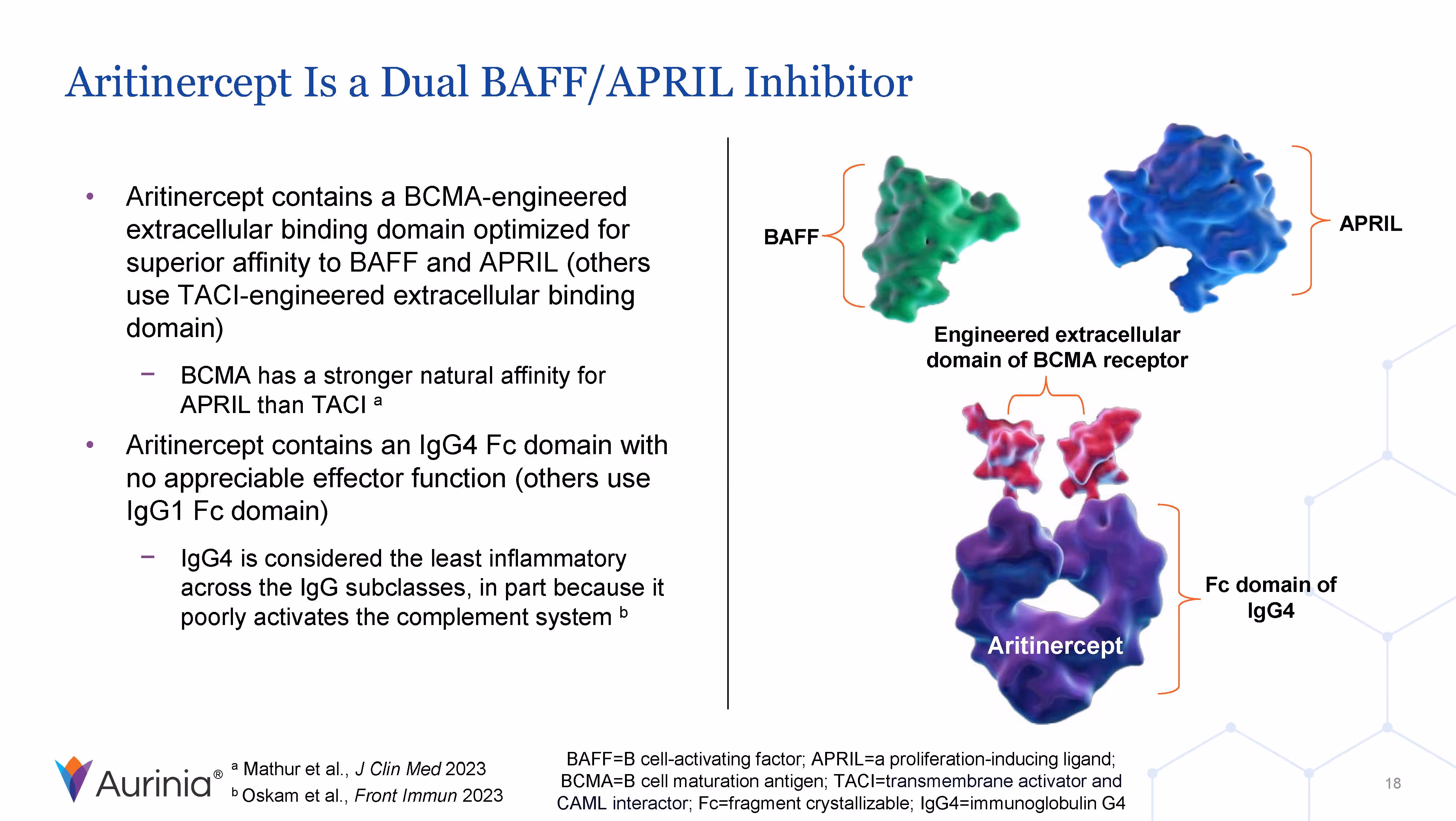 Diagram explaining Aritinercept as a dual BAFF/APRIL inhibitor with BCMA-engineered extracellular binding domain and IgG4 Fc domain, showing molecular structures of BAFF, APRIL, and Aritinercept.