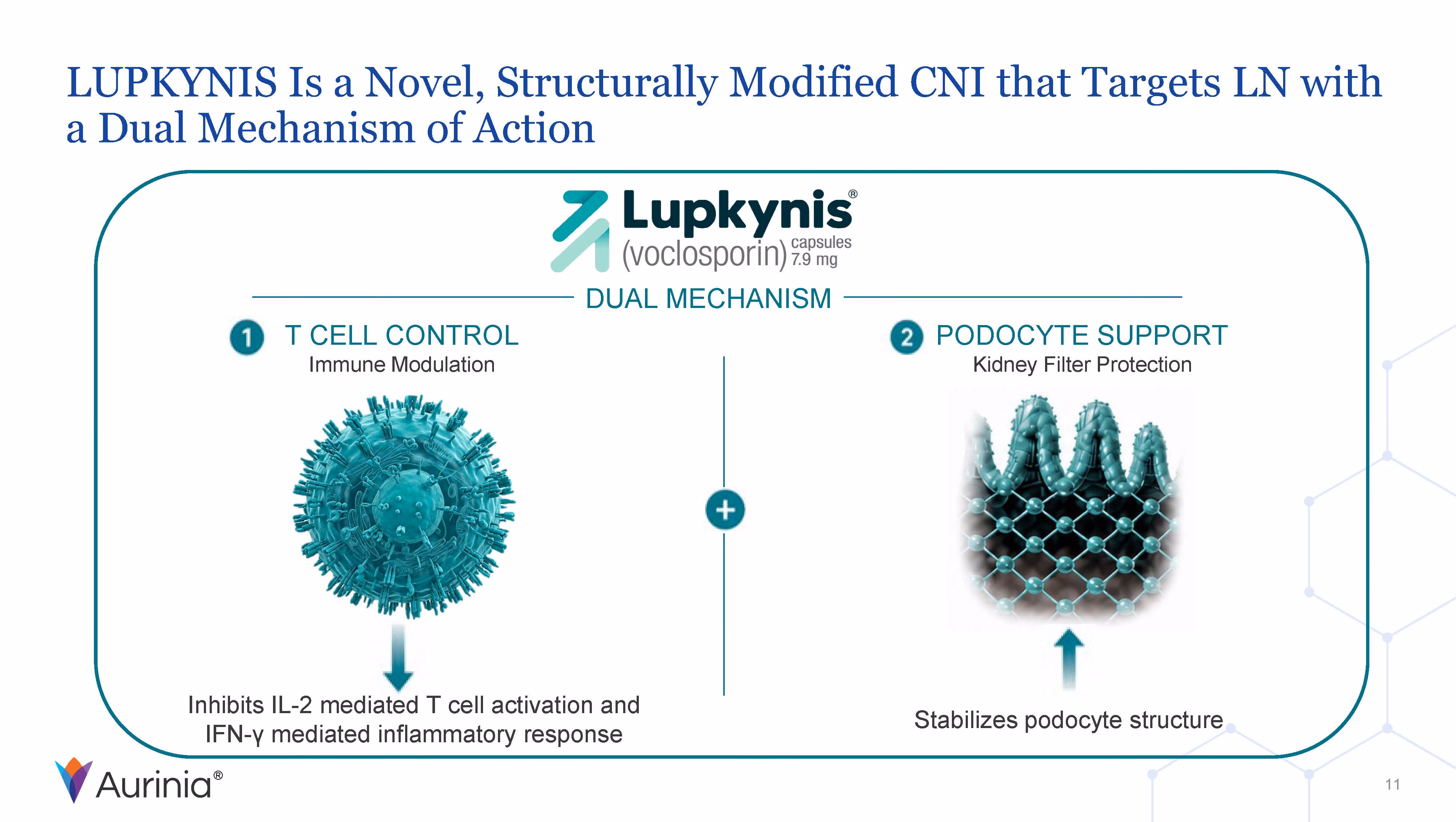 Diagram of Lupkynis dual mechanism: T cell immune modulation and podocyte kidney filter support.