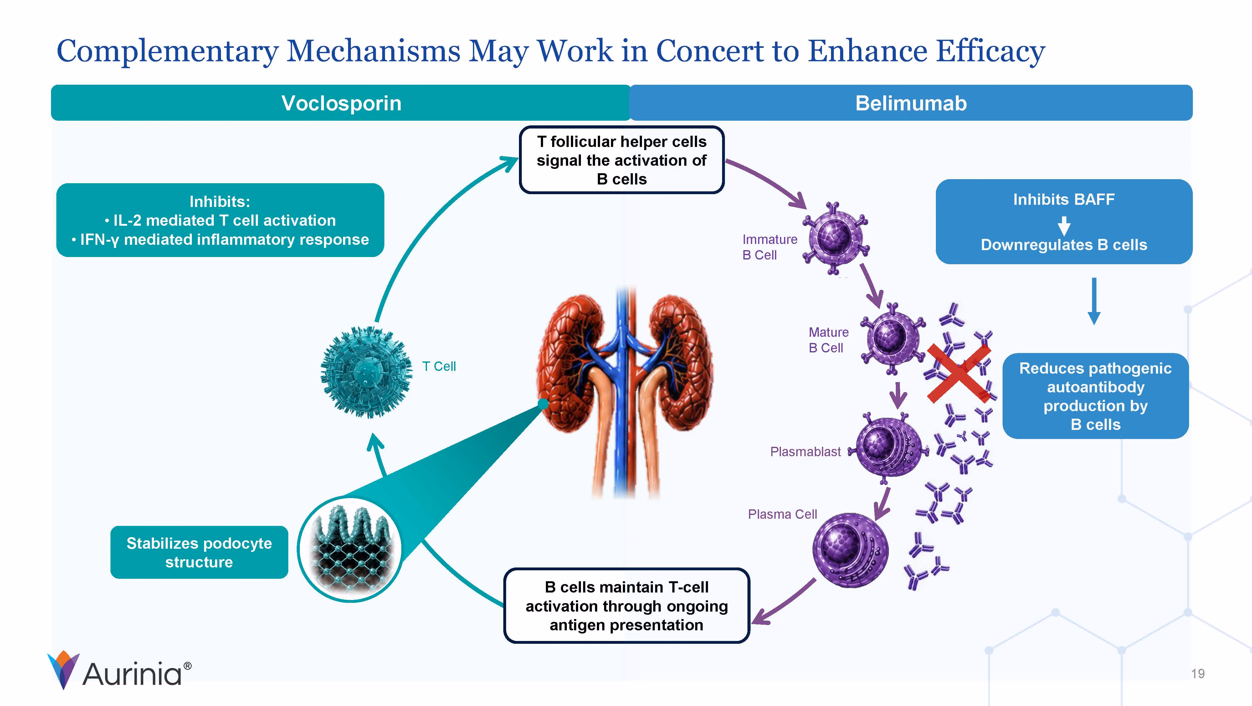 Diagram showing voclosporin inhibits T cell activation and inflammation, belimumab downregulates B cells.