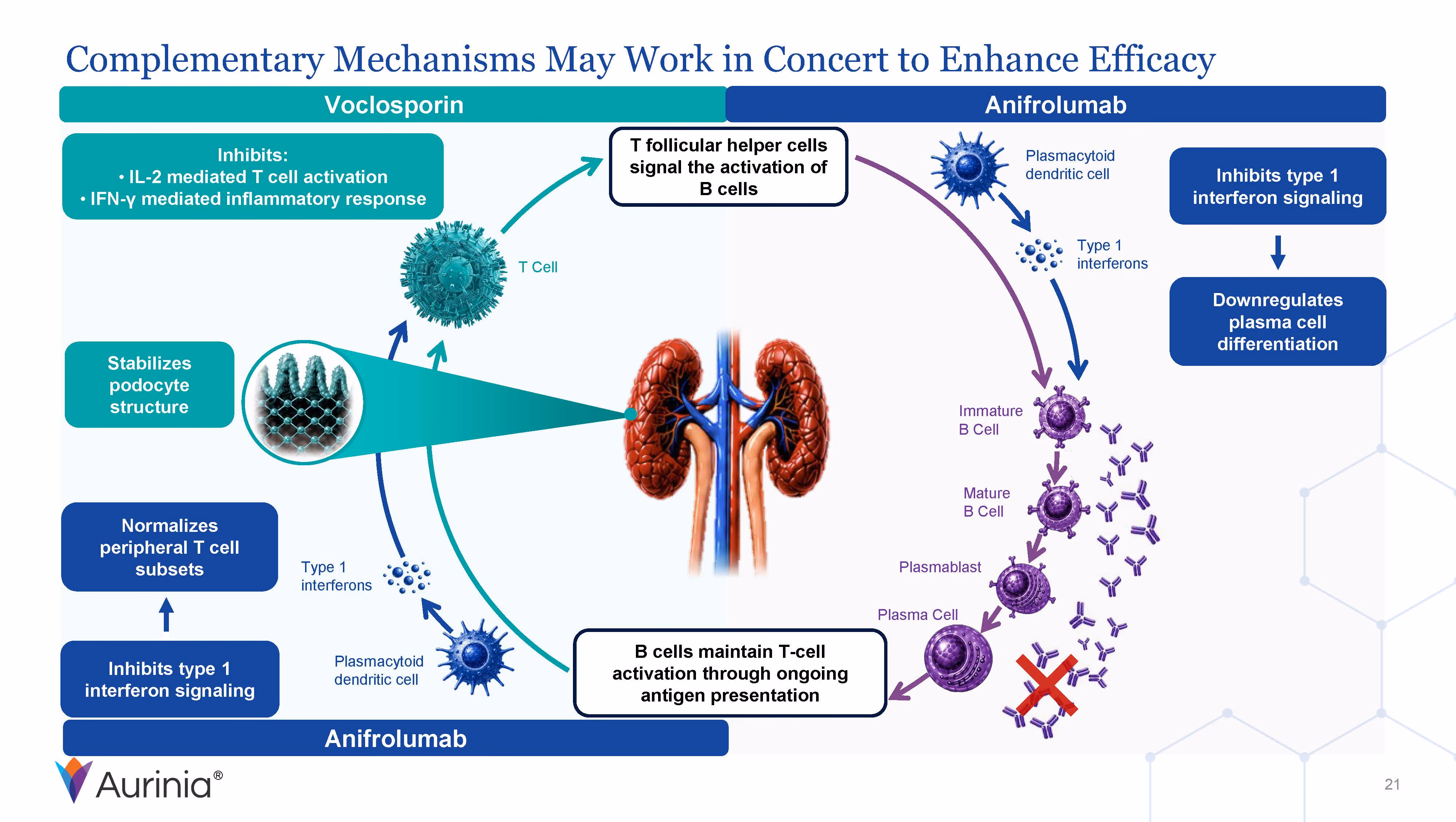 Diagram showing how Voclosporin and Anifrolumab work together to enhance immune cell regulation in kidneys.