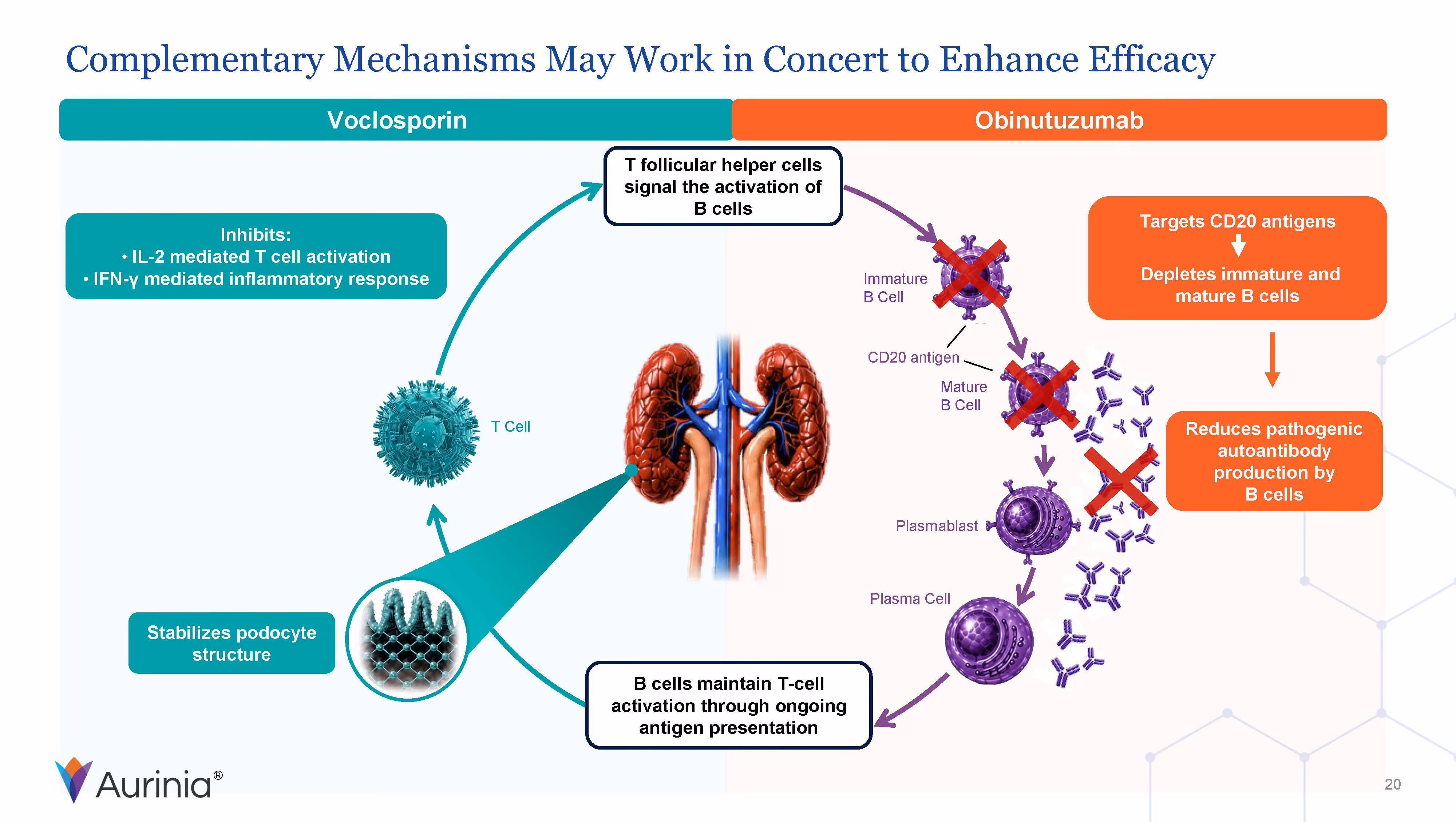 Diagram showing how Voclosporin inhibits T cell activation and stabilizes podocytes, while Obinutuzumab depletes B cells.