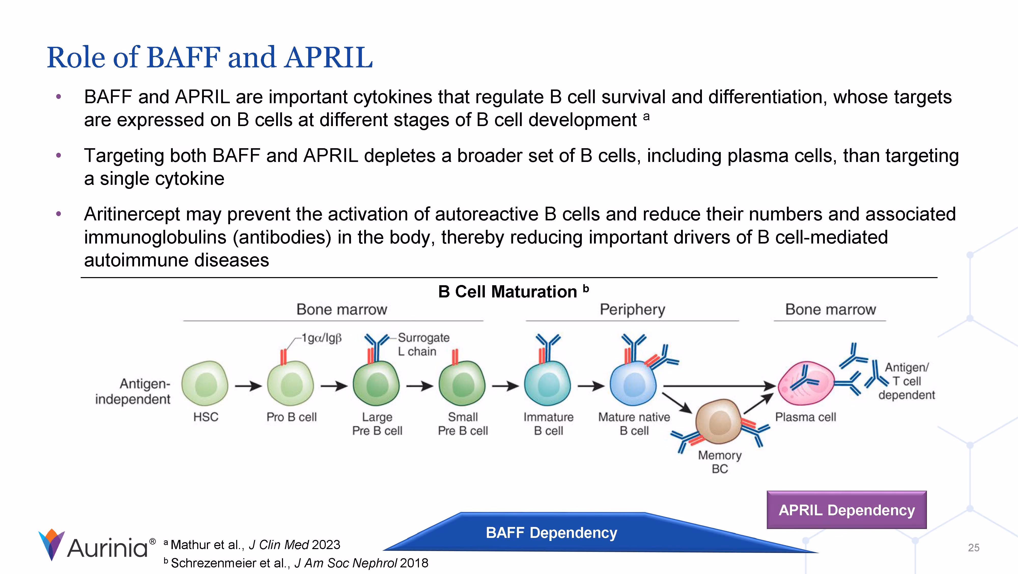 Diagram showing the role of BAFF and APRIL in B cell survival and differentiation, illustrating B cell maturation stages from bone marrow to periphery, ending in plasma cell and memory B cell, with BAFF and APRIL dependencies indicated.