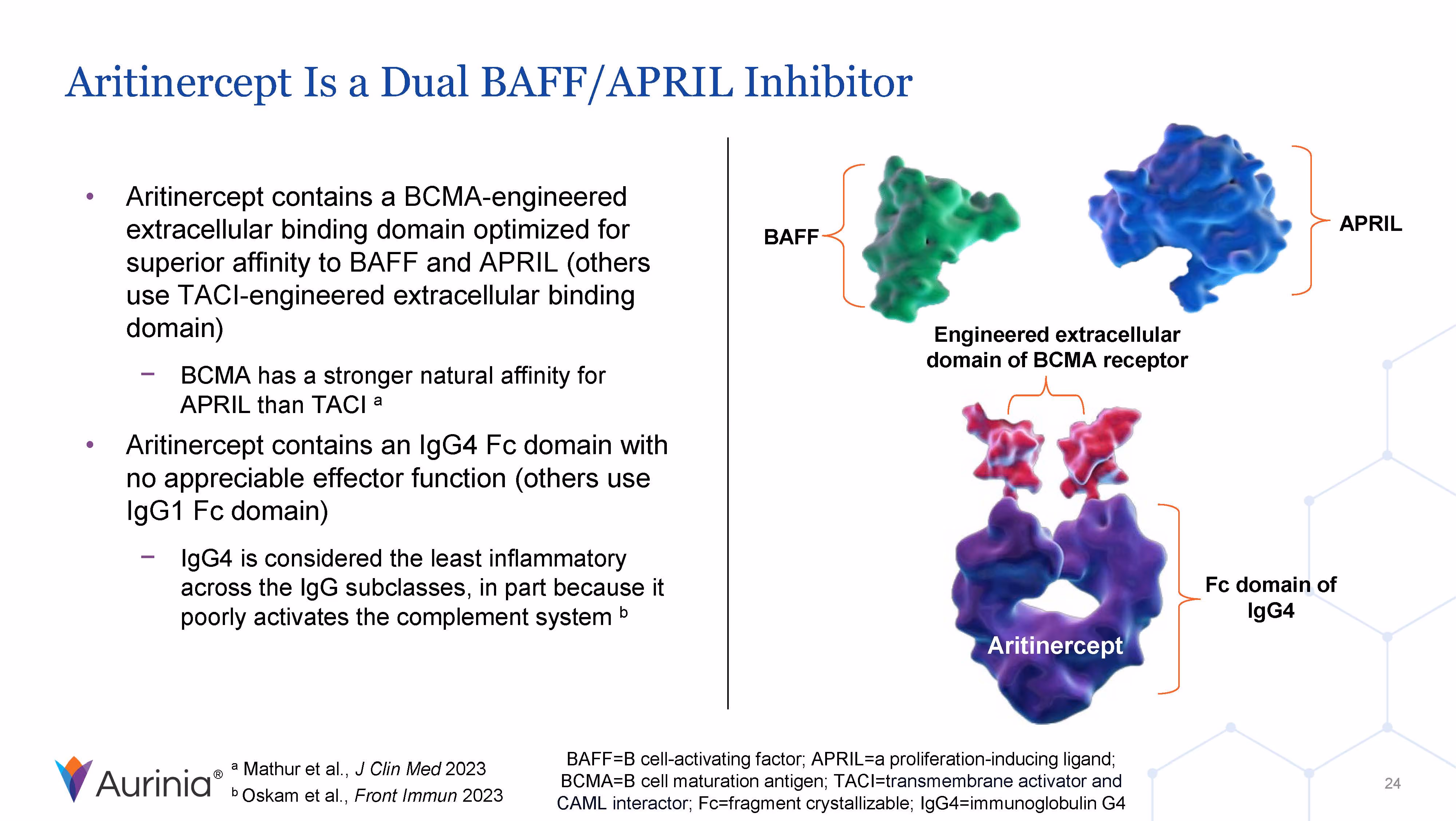 Diagram explaining Aritinercept as a dual BAFF/APRIL inhibitor with BCMA-engineered extracellular binding domain and IgG4 Fc domain, showing molecular structures of BAFF, APRIL, and Aritinercept.