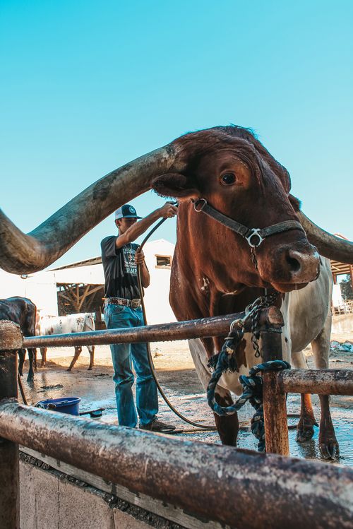 A man washes a large longhorn steer at a livestock area.