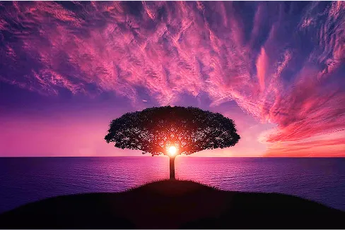 Arbre illuminé au coucher du soleil, image symbolique des soins de libération karmique et transgénérationnelle