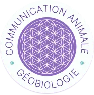 Symbole géométrique sacré, fleur de vie violette, représentation de l'harmonisation énergétique