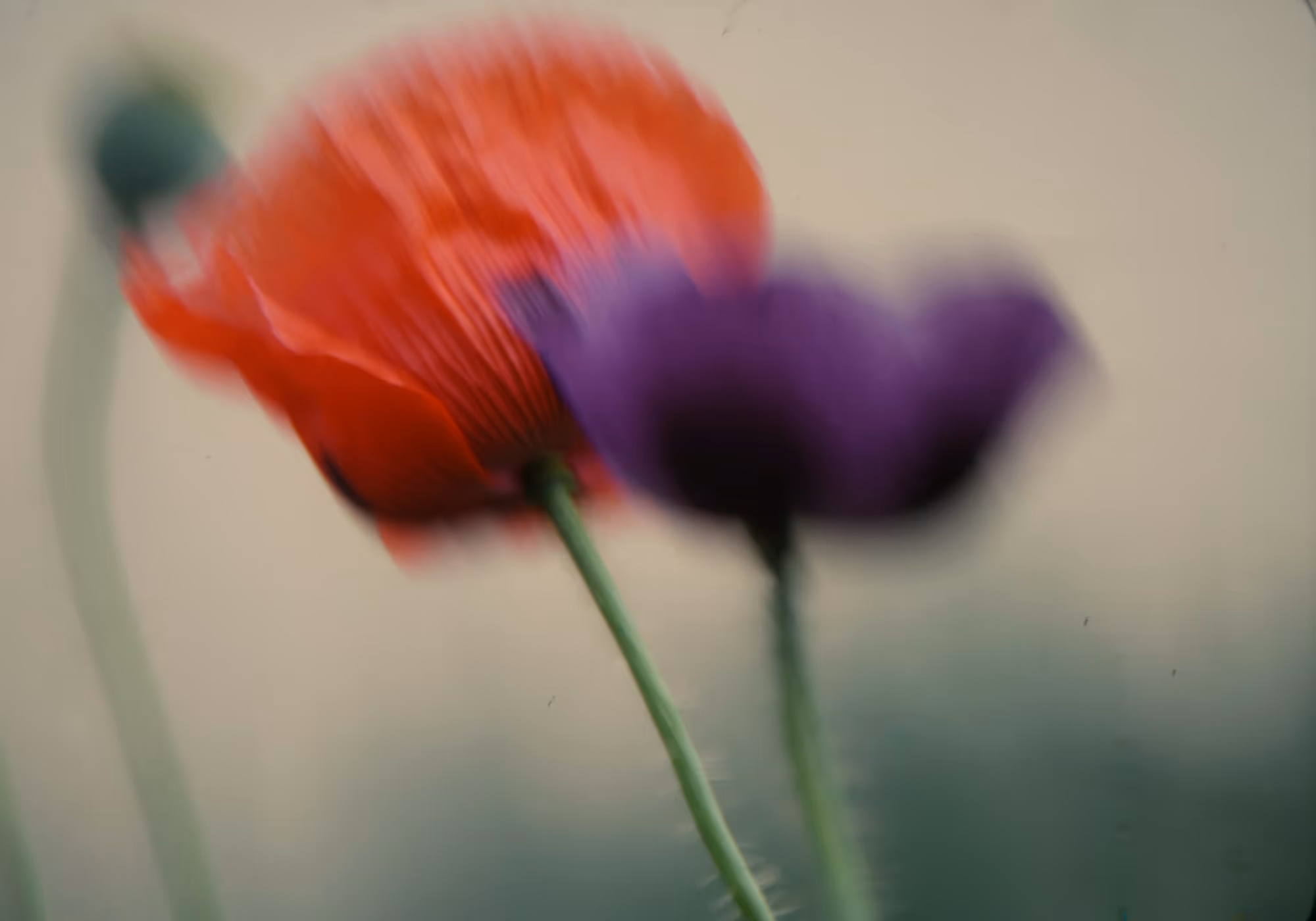 Red poppy flower close-up