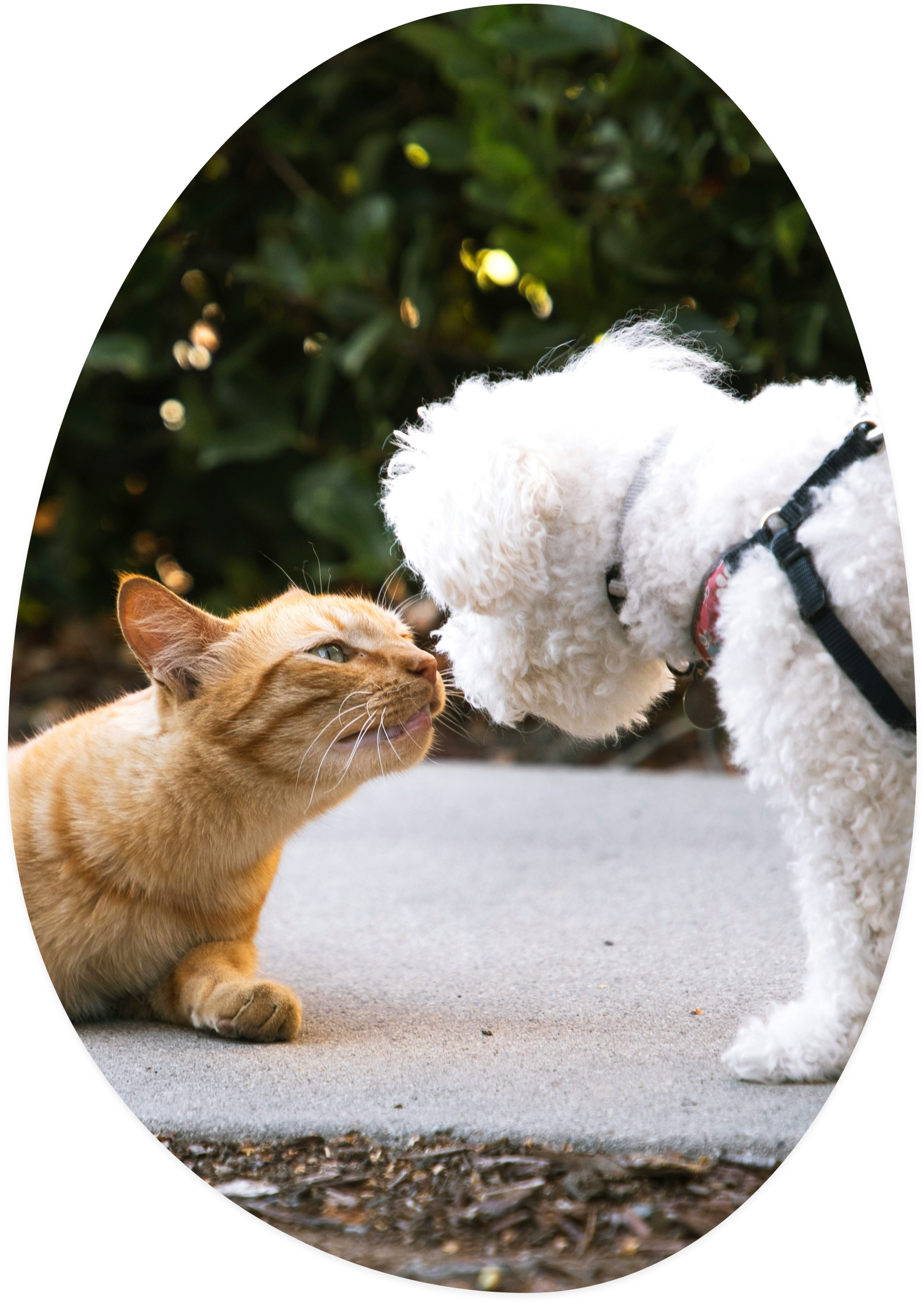 Hero cat and dog image