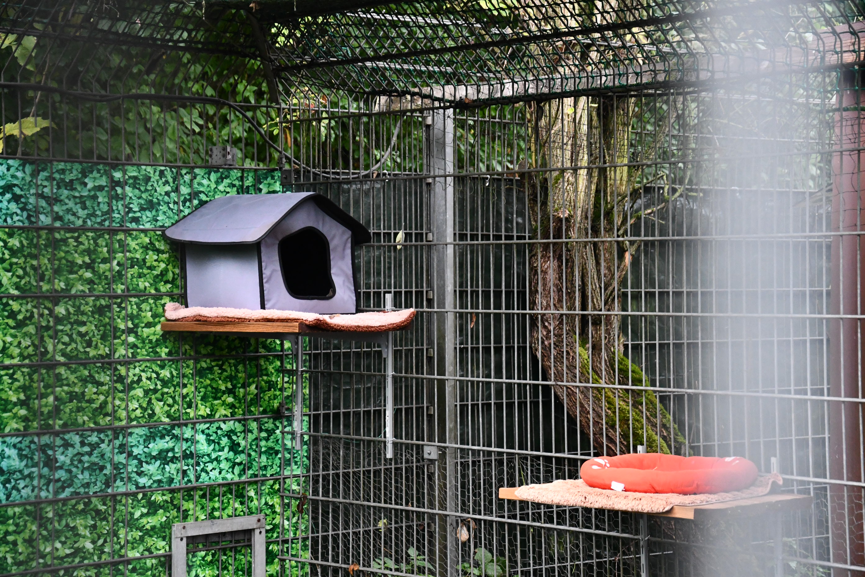Innenansicht eines Käfigs mit einem kleinen grauen Haus und einem roten Katzenbett auf Holzregalen, umgeben von grünen Blättern und einem Baumstamm.