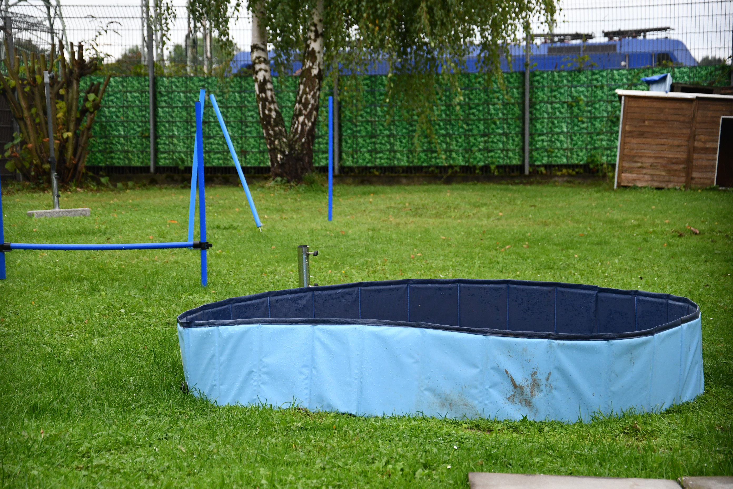 Ein aufgestelltes blaues Planschbecken und blaue Trainingsstangen auf einer grünen Wiese hinter einem Zaun mit hohem grünen Sichtschutz.