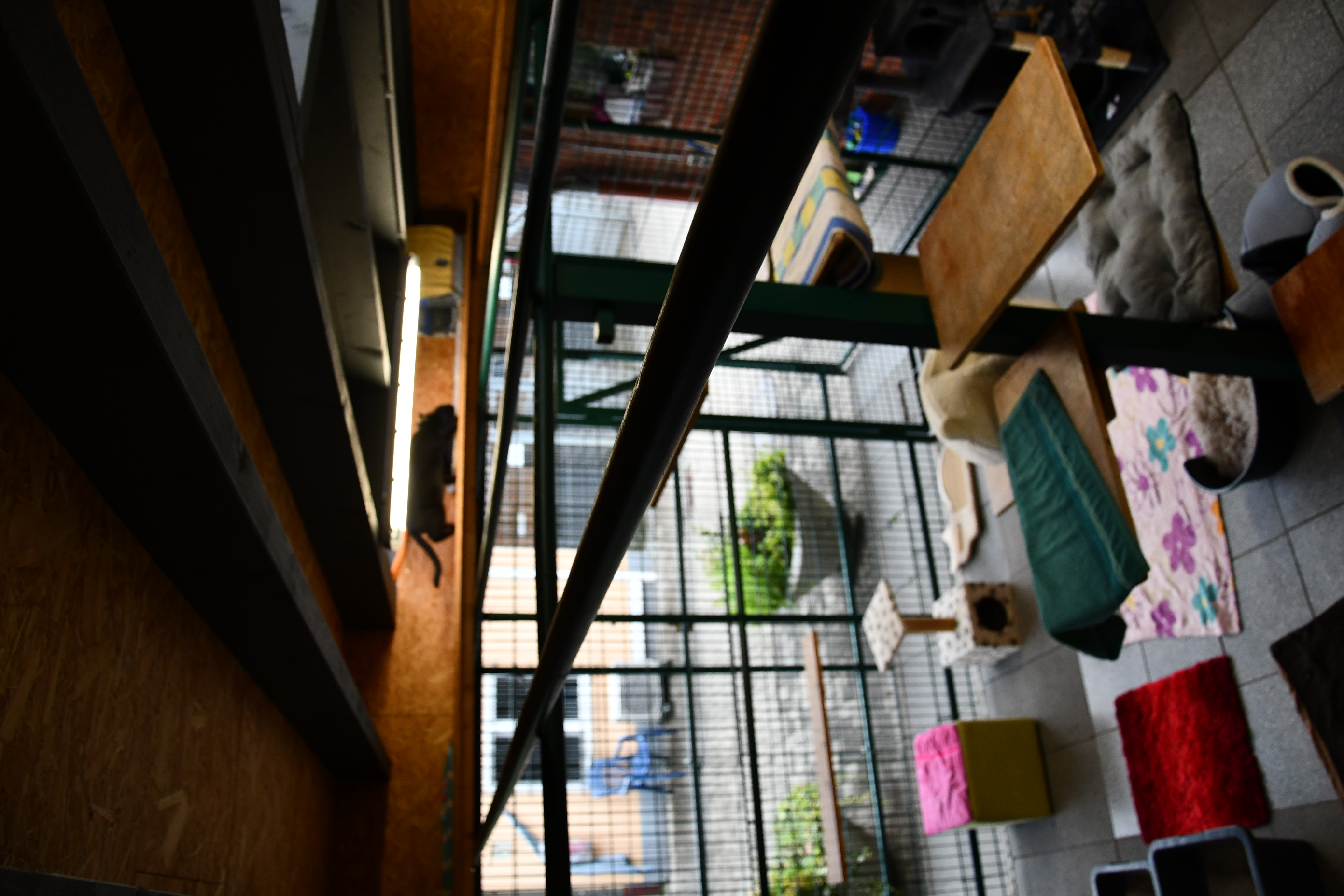 Innenraum eines Katzengeheges mit Kletterwänden, Liegekissen und einer schwarzen Katze auf einer oberen Plattform.