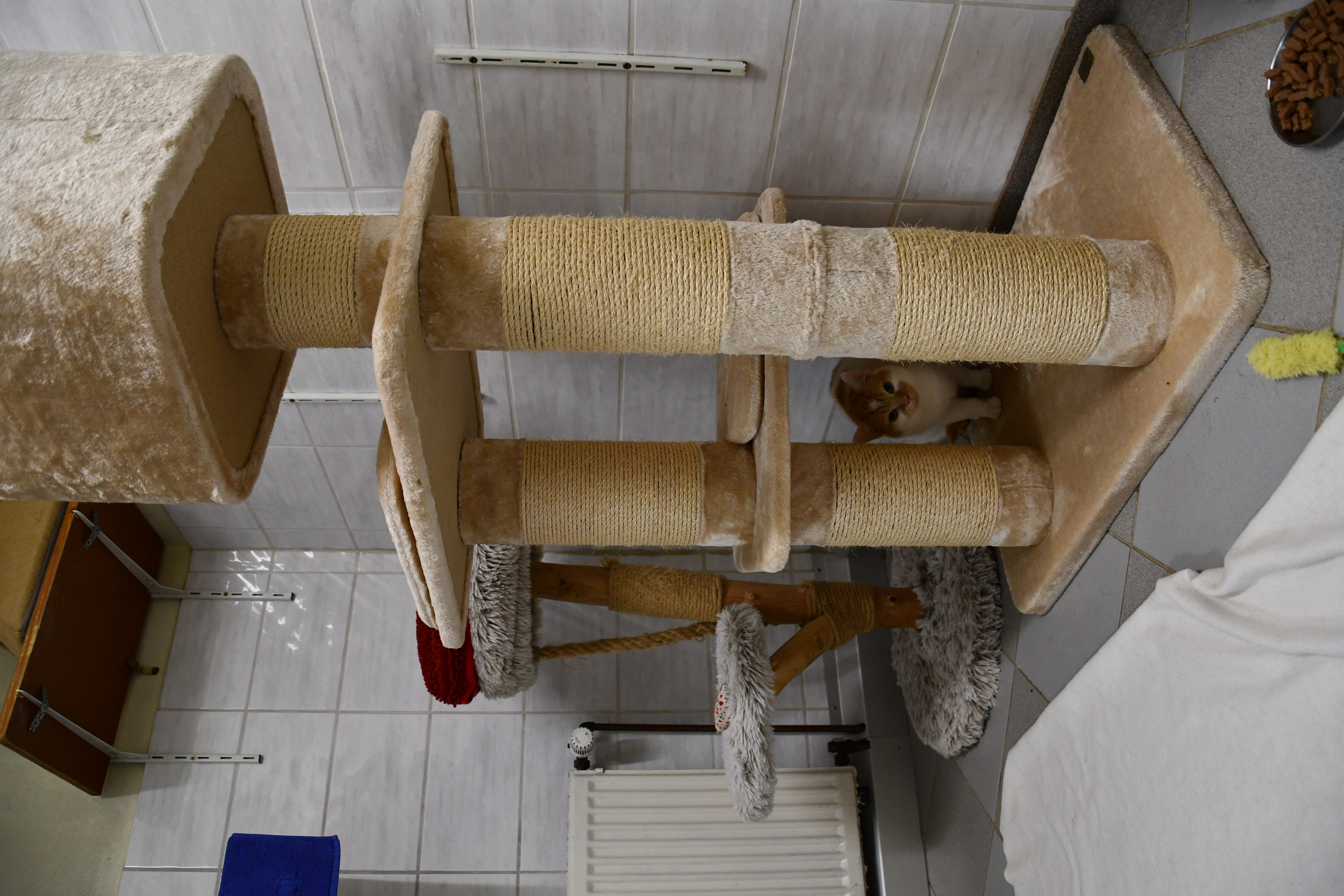 Kleiner oranger weißer Kätzchen sitzt unter einem beige Kratzbaum in einem gefliesten Raum mit Katzenspielzeug und Futter.