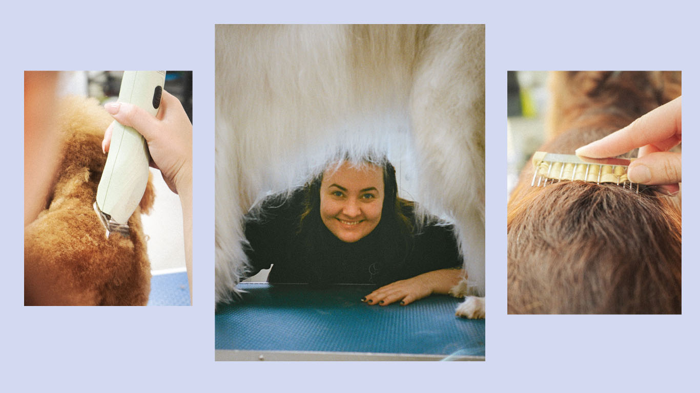 Hackney Barkers London Dog Grooming School — clip and scissor finish, hands-on tuition, and hand stripping a Spaniel