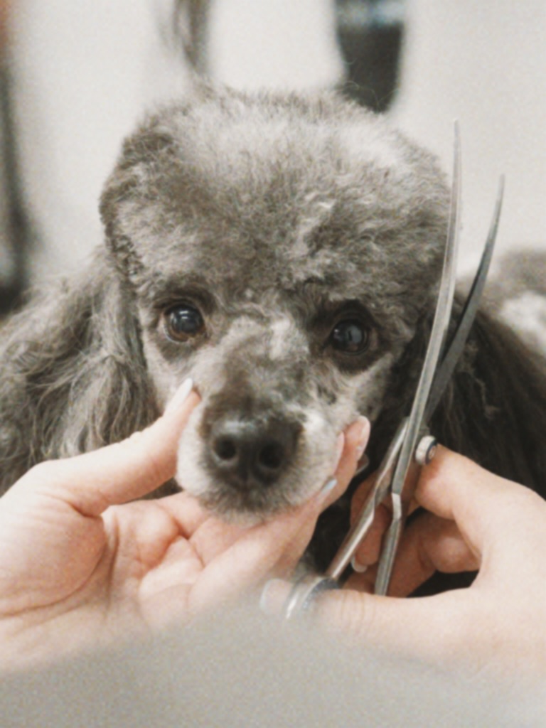 Scissor finishing a poodle at Hackney Barkers London Dog Grooming School