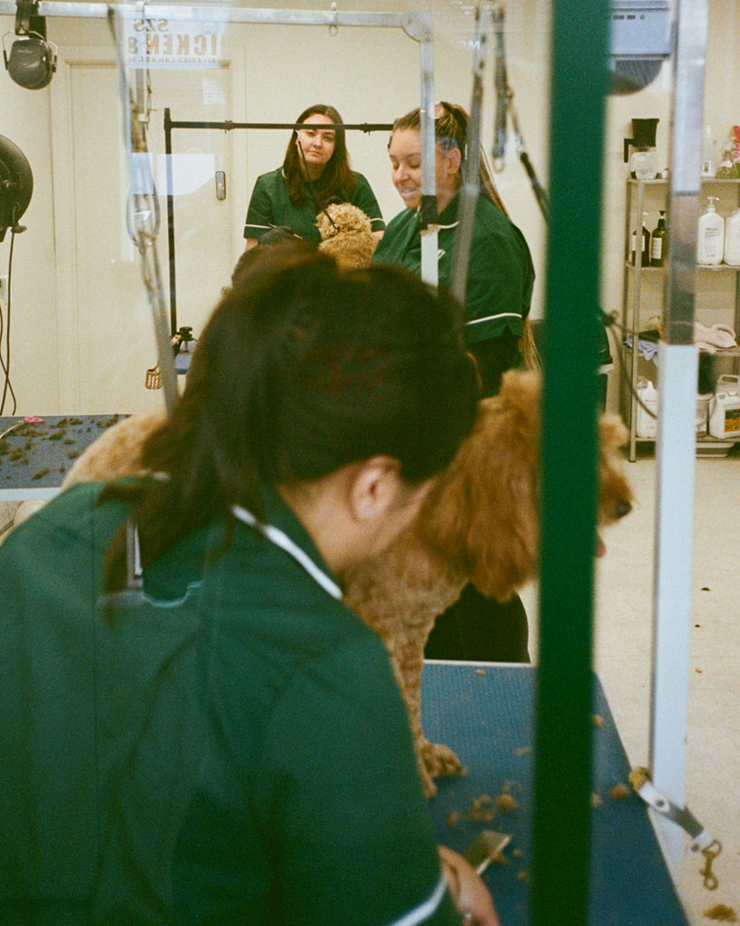 Tutors working on multiple dogs at Hackney Barkers London Dog Grooming School
