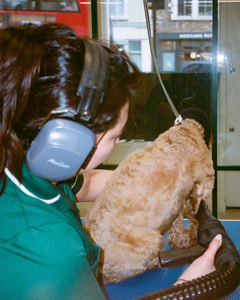 Hackney Barkers groomer blow drying a cockapoo in the salon on Chatsworth Road