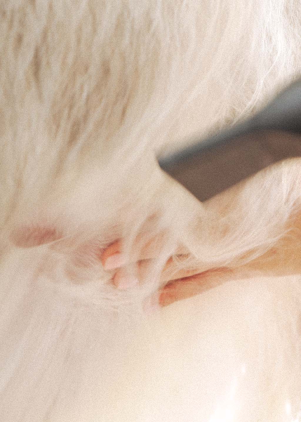 Natural grooming products being used on a dog at Hackney Barkers