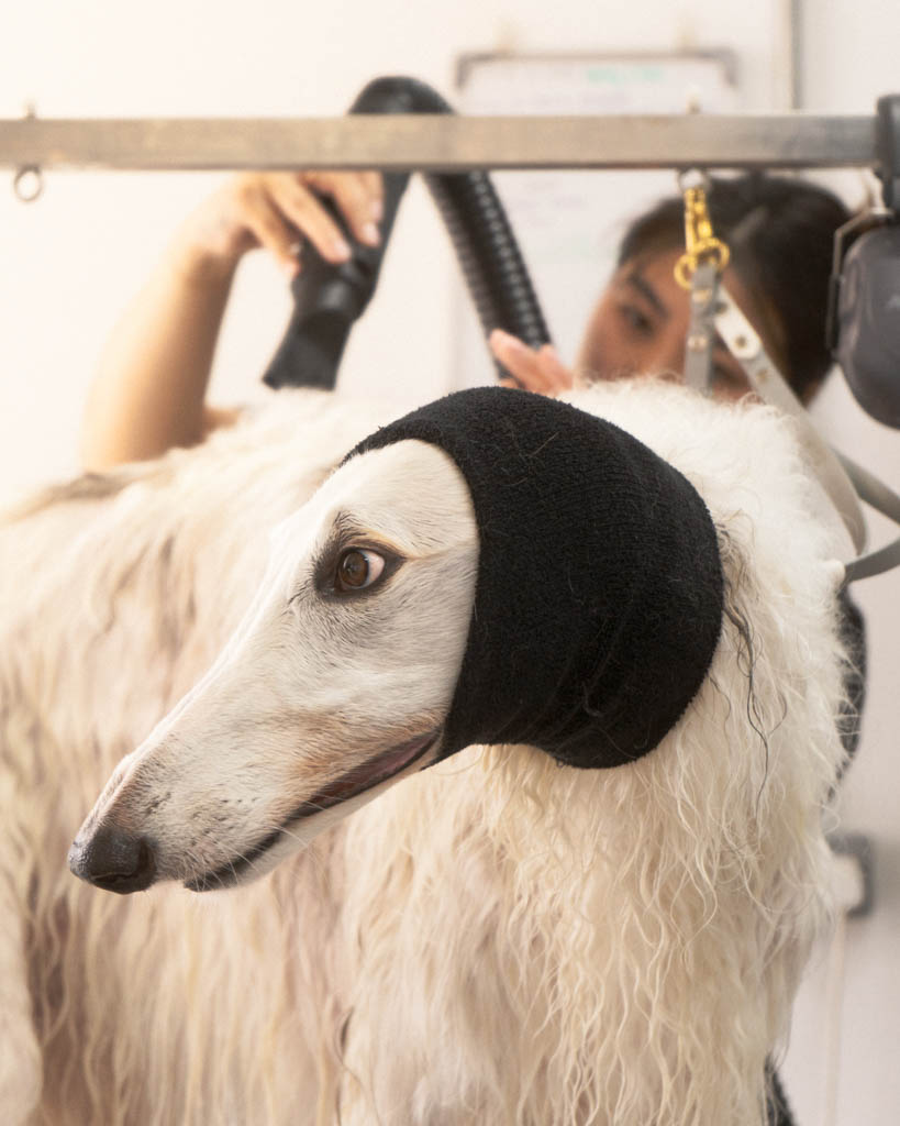 Borzoi wearing ear protection during a grooming session at Hackney Barkers