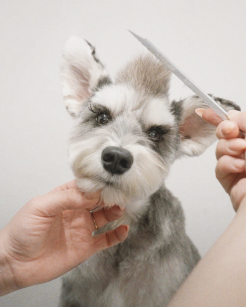 Scissor finishing a Schnauzer at Hackney Barkers London Dog Grooming School