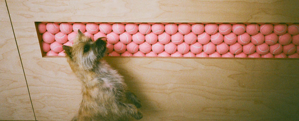 A dog investigating a wall of pink tennis balls inside Hackney Barkers salon