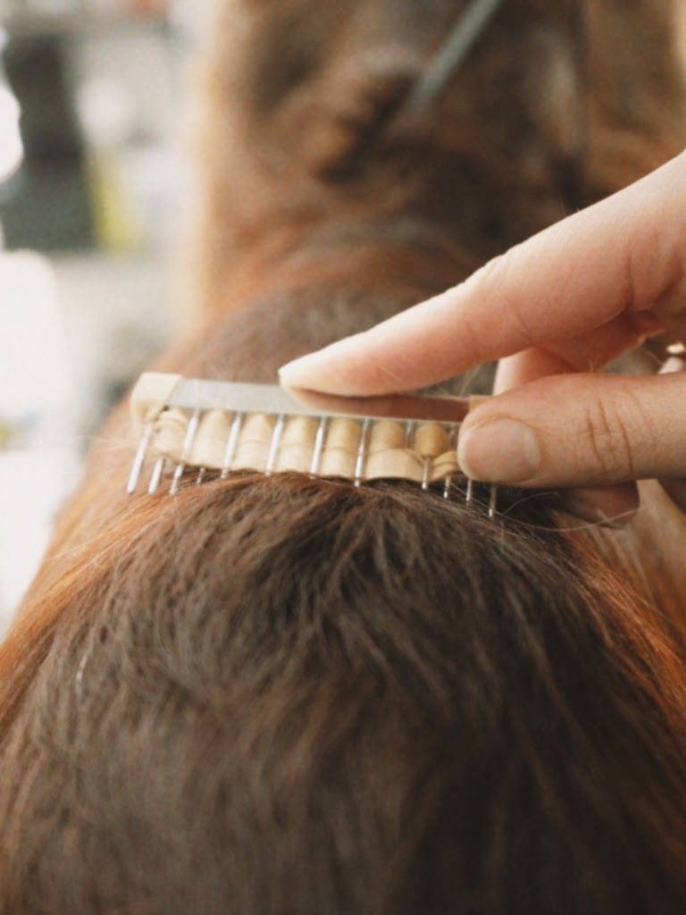 Tutor hand stripping a Spaniel coat at Hackney Barkers London Dog Grooming School