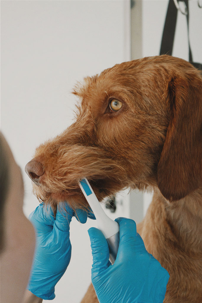 Wirehaired Vizsla receiving ultrasonic teeth cleaning at Hackney Barkers in Hackney
