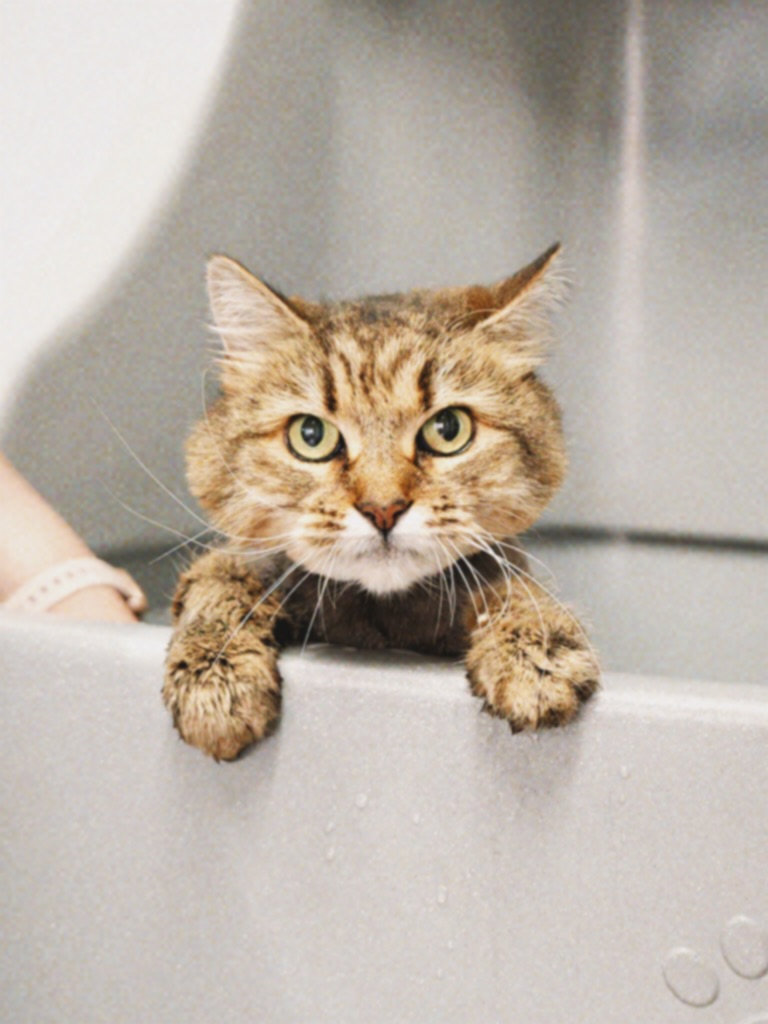 Cat enjoying a warm bath at Hackney Barkers grooming salon in Hackney