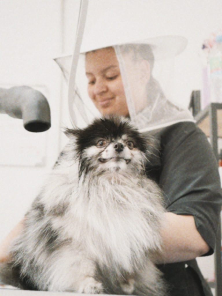 Courtney blow-drying a Pomeranian at Hackney Barkers dog grooming salon in Hackney