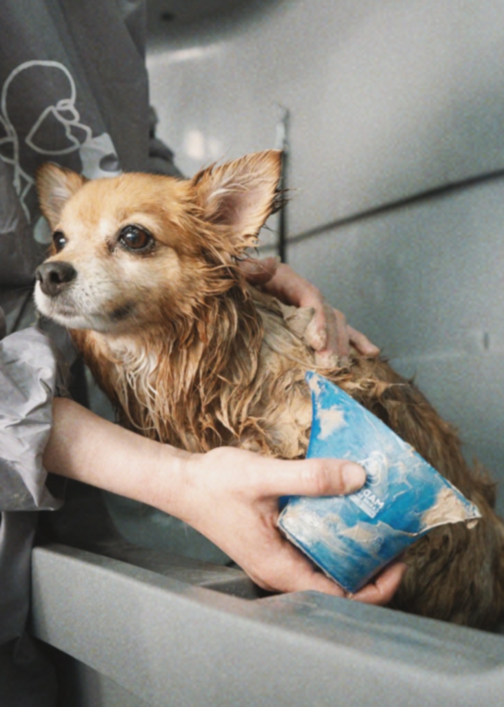 Pomchi enjoying the Madra Mór Shed Safely Mud Mask treatment at Hackney Barkers in Hackney