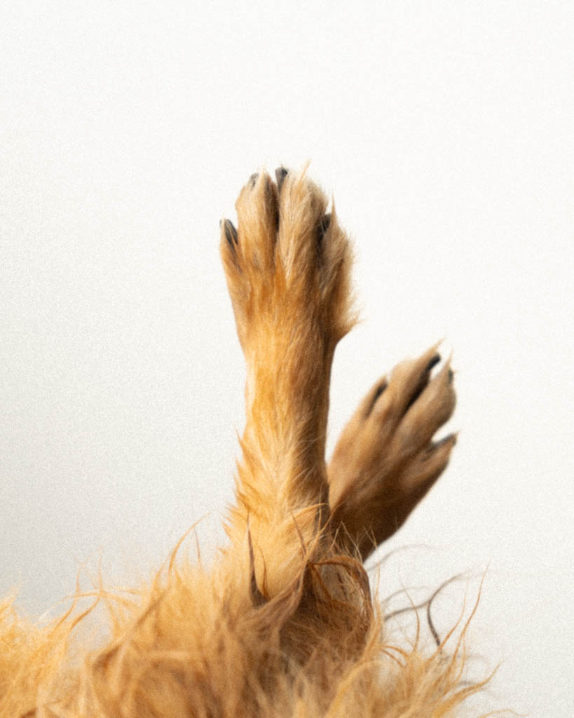 Close-up of a Pomeranian's paws raised up showing nails and fur