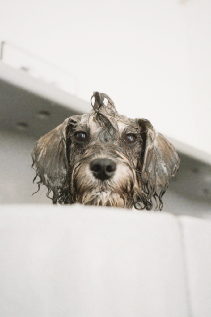 Miniature Schnauzer Poodle mix enjoying a bath at Hackney Barkers dog grooming salon in Hackney
